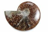 Polished Ammonite (Cleoniceras) Fossil - Madagascar #364968-1